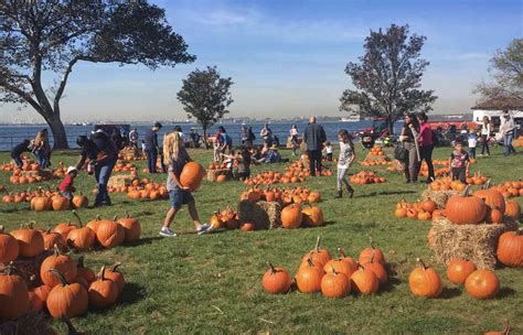governors island pumpkin patch